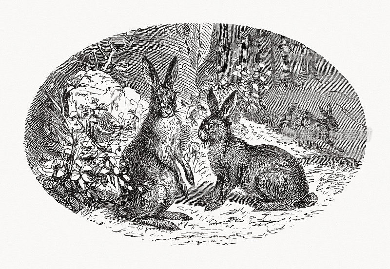 山兔(Lepus timidus)，木雕，1889年出版